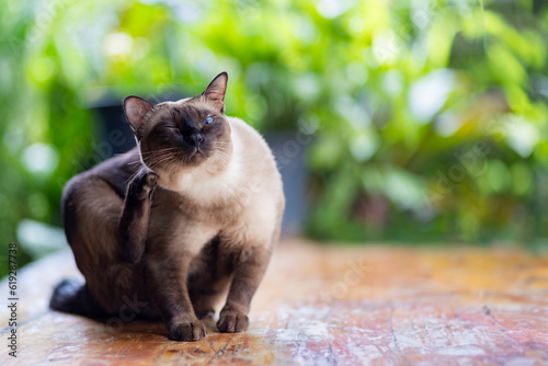 siamese cat sitting on wooden floor with blurred of green background. Thai cat scratching his ears with copy space.cat with ear disease.