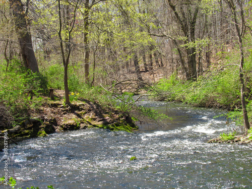stream in the forest