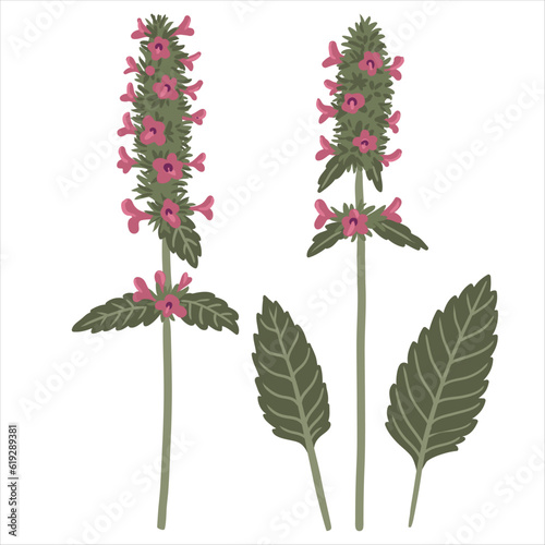 hedgenettle, field flowers, Betonica officinalis, vector drawing wild plants at white background, floral elements, hand drawn botanical illustration
