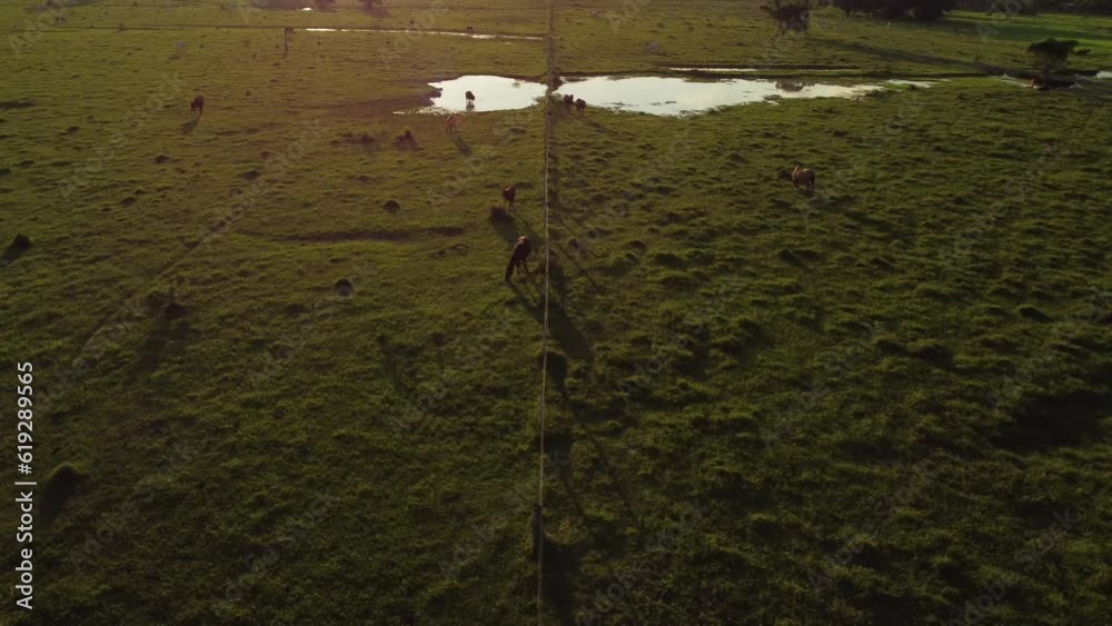 Caballos en perfecta comunión con la naturaleza al anochecer
