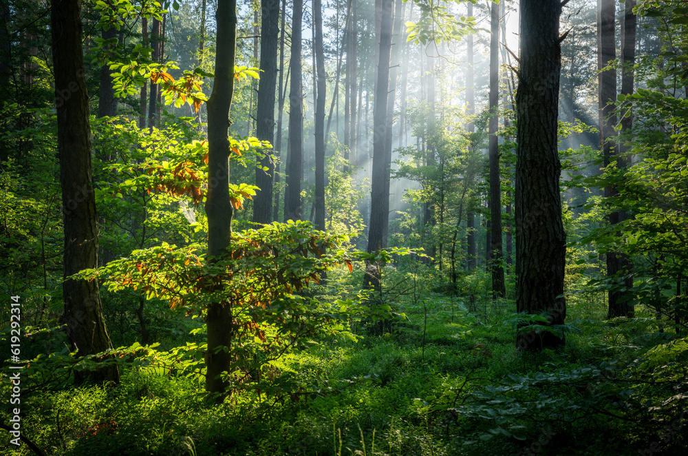 Obraz premium Beautiful sunny morning in green forest