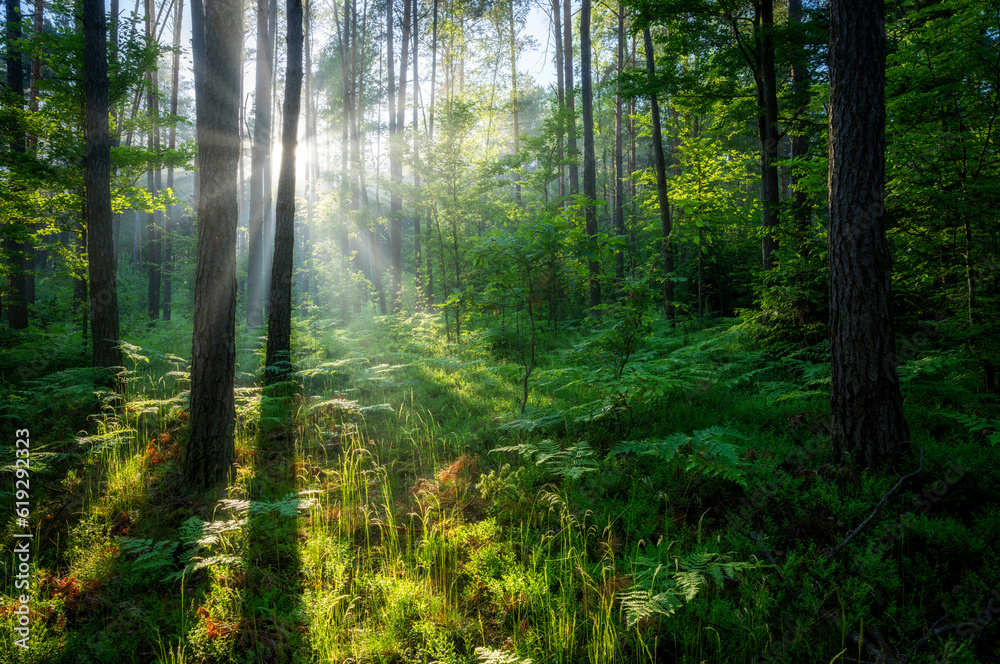 Obraz premium Beautiful sunny morning in green forest
