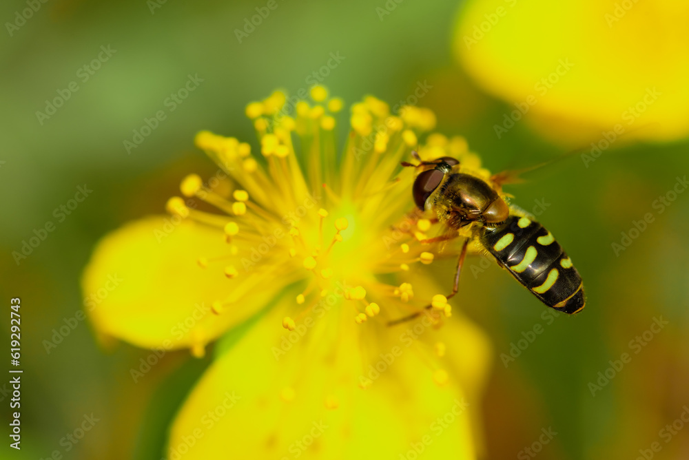 Natural closeup of a yellow girdled syrah, Dasysyrphus tricinctus on a yellow buttercup flower with stamens. Natural closeup of a yellow girdled syrah, Dasysyrphus tricinctus on a yellow buttercup flower with stamens.