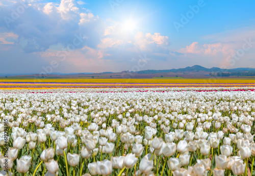 White tulip fields blooming with bright blue sky