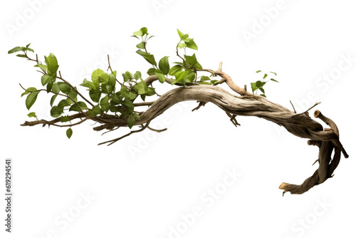 Fotografie, Obraz realistic twisted jungle branch with plant growing isolated on a white backgroun
