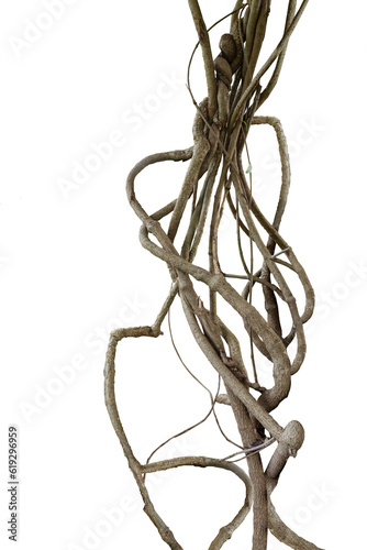 Forest tree trunks with climbing vines twisted liana plant and green leaves  isolated on white background, clipping path included.