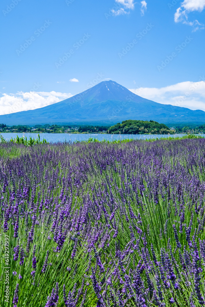 山梨県河口湖と湖畔のラベンダー畑と富士山 山梨県河口湖と湖畔のラベンダー畑と富士山