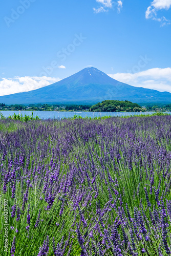 山梨県河口湖と湖畔のラベンダー畑と富士山