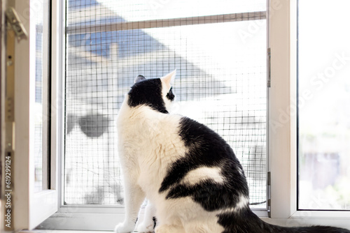 the cat sits on the windowsill with an open window with a safety net © Valeriy Volkonskiy