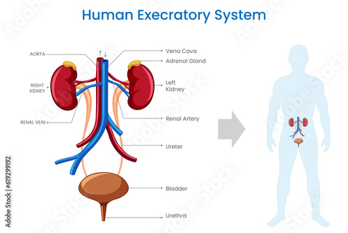 Excretory system,  Eliminates waste, regulates fluids, maintains internal environment