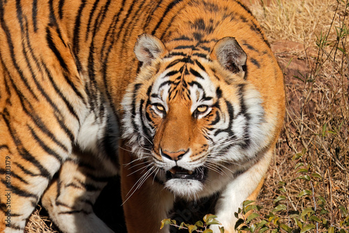 Portrait of a Bengal tiger  Panthera tigris bengalensis  in natural habitat  India.