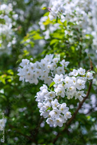 Beautiful blooming apple tree on a sunny summer day. Close-up nature photo. 