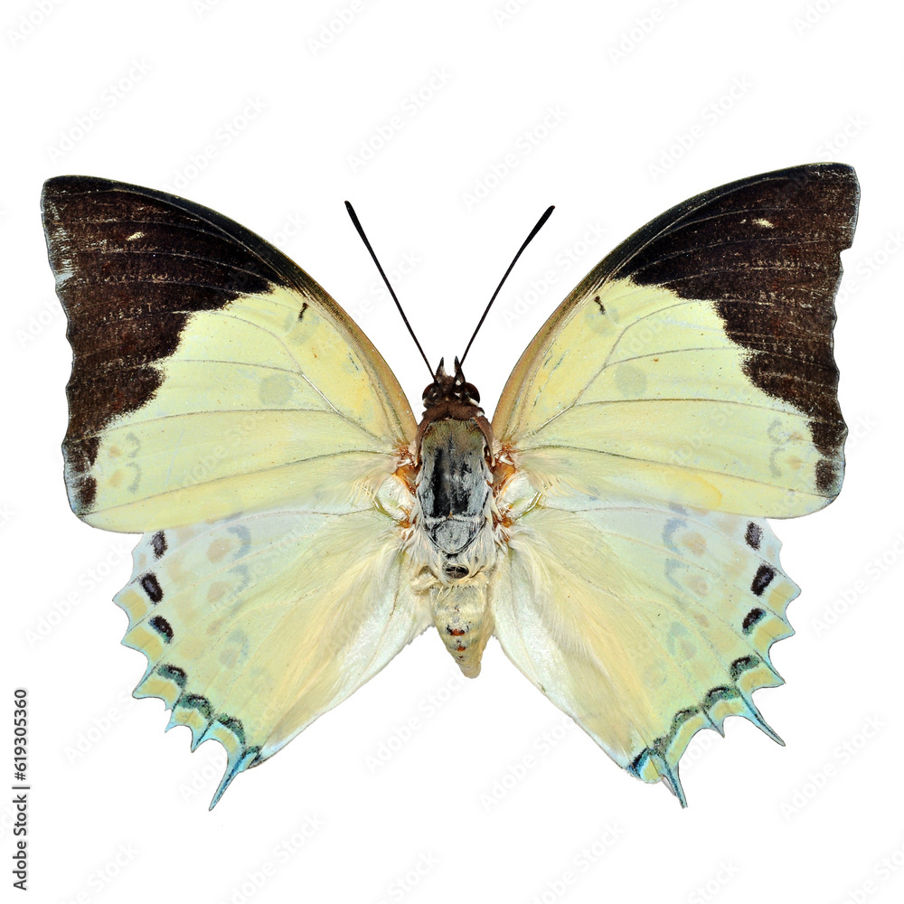 Obraz premium Beautiful butterfly on transparent background. PNG file