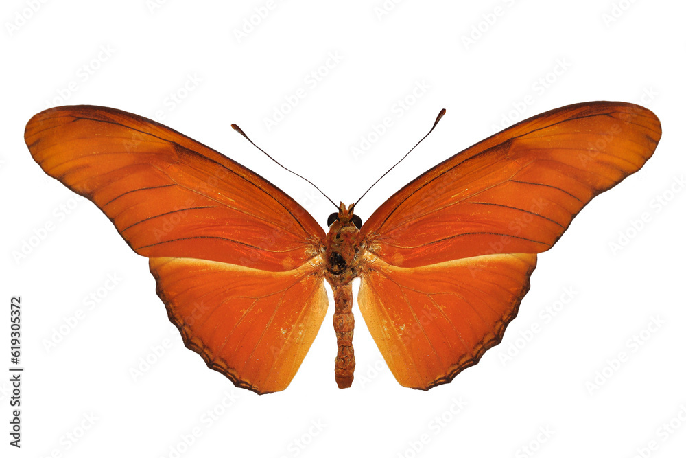 Fototapeta premium Beautiful butterfly on transparent background. PNG file