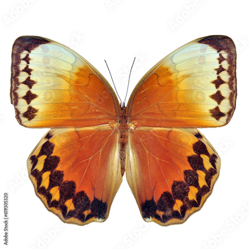 Photography Beautiful butterfly on transparent background. PNG file