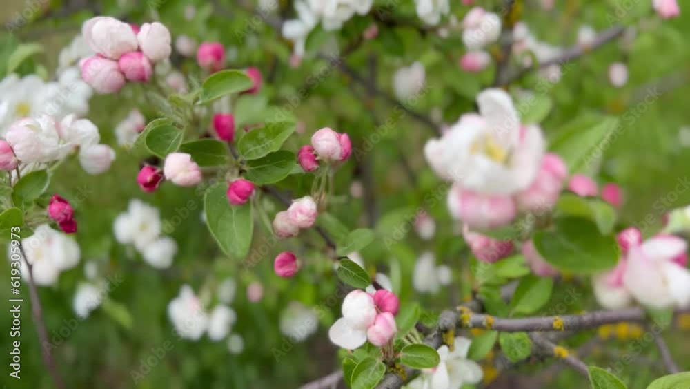 lush many plentiful flowers of an apple tree with a bright color,a strong wind. lush many plentiful flowers of an apple tree with a bright color,a strong wind.