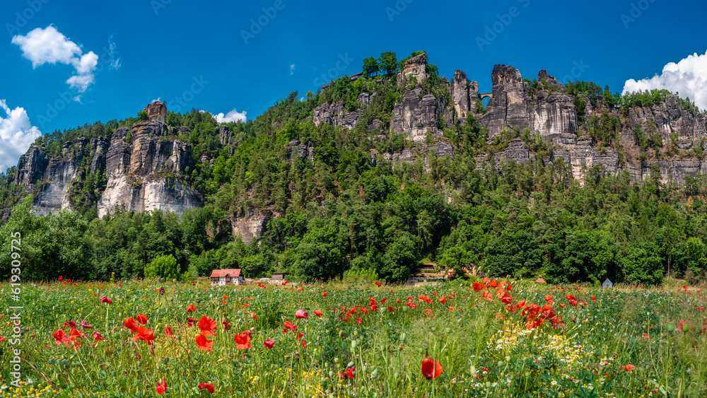Bastei sandstone rocks and ancient bridge in front of meadow field of poppies and chamomile at the hiking trail in the national park Saxon Switzerland, Kurort Rathen, Germany