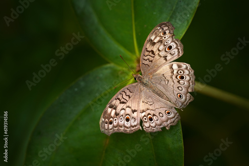 Junonia atlites, grey pansy, insect on flower bloom in the nature habitat.  Butterfly in China ans Cambodia. Wildlife nature. Tropic butterfly in the jungle fores. Close-up detail. photo