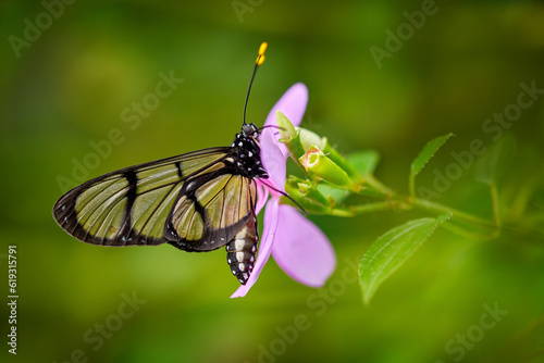 Glass transparent butterfly. Methona confusa, Giant glasswing, butterfly sitting on the green leave in the nature habitat, Colombia. Transparent glass butterfly with yellow flower, nature wildlife.