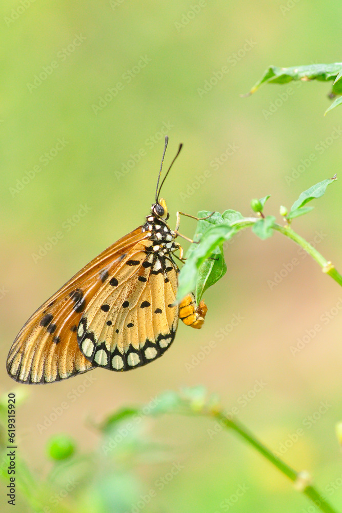 Fototapeta premium butterfly on a leaf