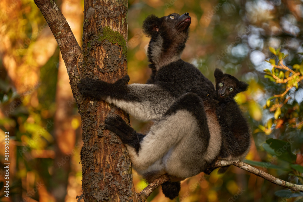 Fototapeta premium Indri with young cub on the back. Wildlife Madagascar, babakoto, Indri indri, monkey with young babe cub in Kirindy Forest, Madagascar. Lemur in the nature habitat. Sifaka on the tree, sunny day.