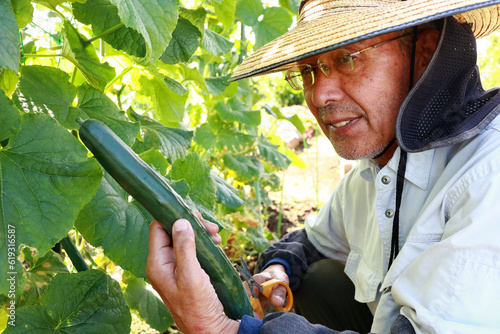 キュウリを収穫する男性