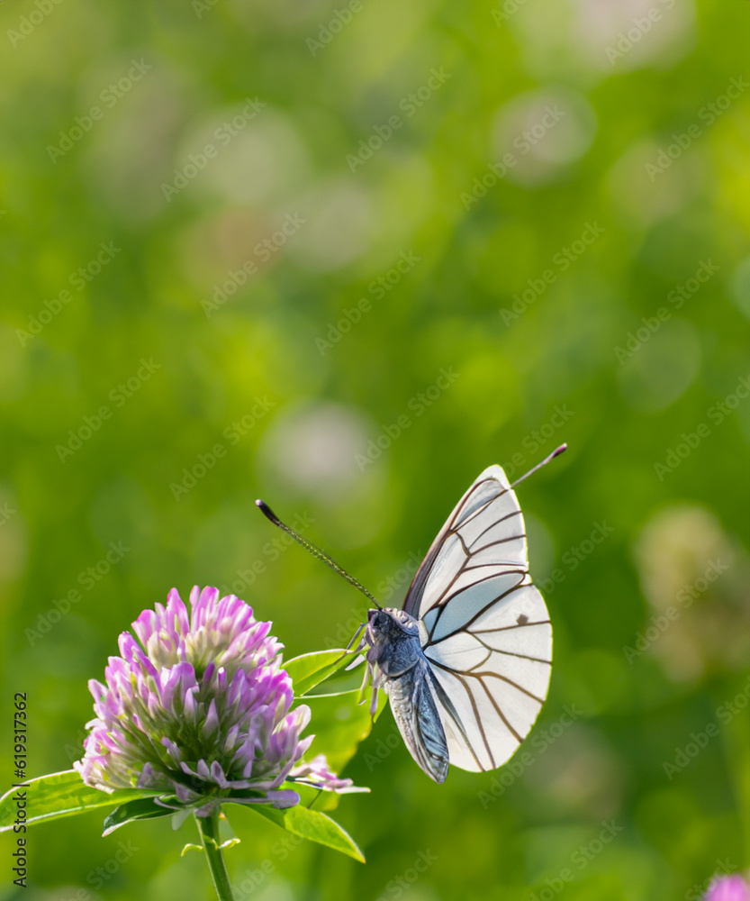Obraz premium Wild flowers of clover and butterfly in a meadow in nature in the rays of sunlight in summer in the spring close-up