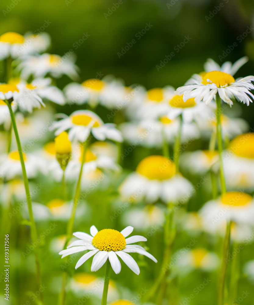 field of daisies on a blurry background field of daisies on a blurry background
