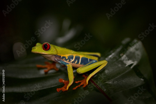 Costa Rica wildlife. Red-eyed Tree Frog, Agalychnis callidryas, Costa Rica. Beautiful frog from tropical forest. Jungle animal on the green leave. Frog with red eye.