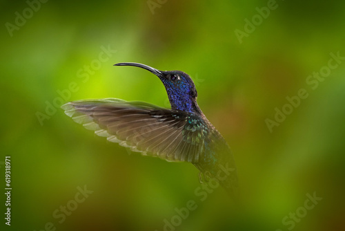 Hummingbird Violet Sabrewing, Campylopterus hemileucurus, flying in the tropical forest, La Paz, Costa Rica. Action nature scene from tropical forest. Birdwatching in America. © ondrejprosicky