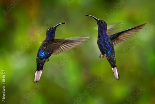 Hummingbird Violet Sabrewing, Campylopterus hemileucurus, flying in the tropical forest, La Paz, Costa Rica. Action nature scene from tropical forest. Birdwatching in America.