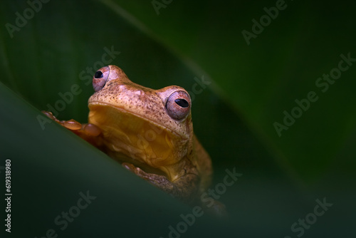 Veragua cross-banded tree frog, Smilisca sordida, animal in the nature habitat. Smilisca frog in the green leave in tropic forest, Costa Rica. Wildlife nature, trave in Central America. photo