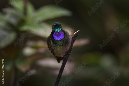 Wildlife in Costa Rica. Lampornis calolaemus, Purple-throated Mountain-gem, small hummingbird from Costa Rica. Violet throat small bird from mountain cloud forest in Costa Rica. Wildlife in tropic. photo