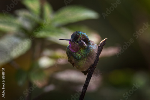 Violet throat small bird from mountain cloud forest in Costa Rica. Wildlife in tropic. Wildlife in Costa Rica. Lampornis calolaemus, Purple-throated Mountain-gem, small hummingbird from Costa Rica. photo