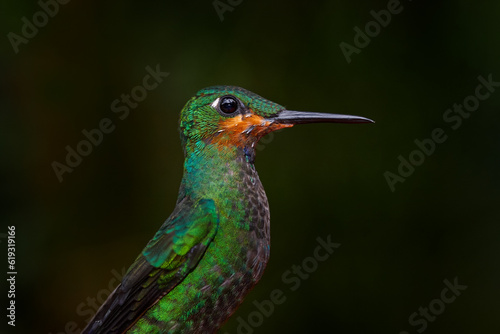 Wildlife Costa Rica. Detail portrait of shiny green glossy bird. Green hummingbird Green-crowned Brilliant, Heliodoxa jacula in Costa Rica. Close-up detail portrait from tropic nature.
