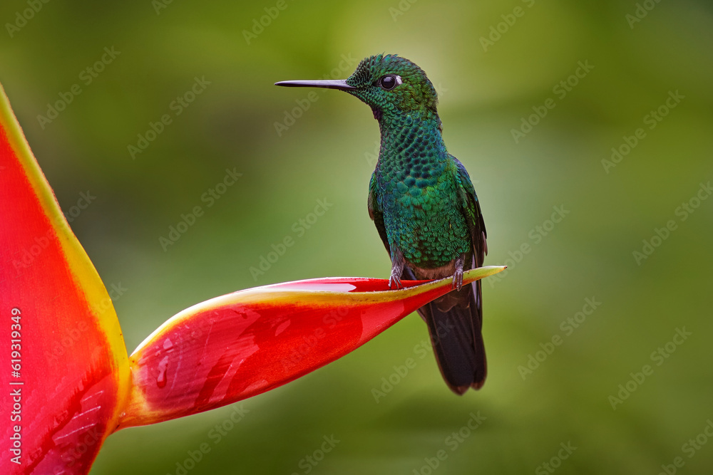 Fototapeta premium Heliconia red flower with green hummingbird, La Paz Waterfall Garden, Volcan Poas NP in Costa Rica. Green-crowned Brilliant, Heliodoxa jacula, beautiful bloom. Bird sucking nectar. Widlife nature.