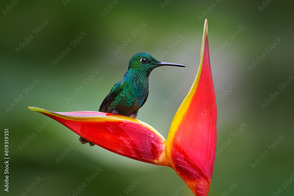 Fototapeta premium Heliconia red flower with green hummingbird, La Paz Waterfall Garden, Volcan Poas NP in Costa Rica. Green-crowned Brilliant, Heliodoxa jacula, beautiful bloom. Bird sucking nectar. Widlife nature.