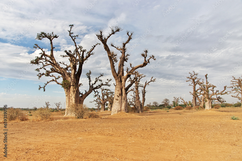 Obraz premium Baobab Grove close Dakar, Senegal, West Africa