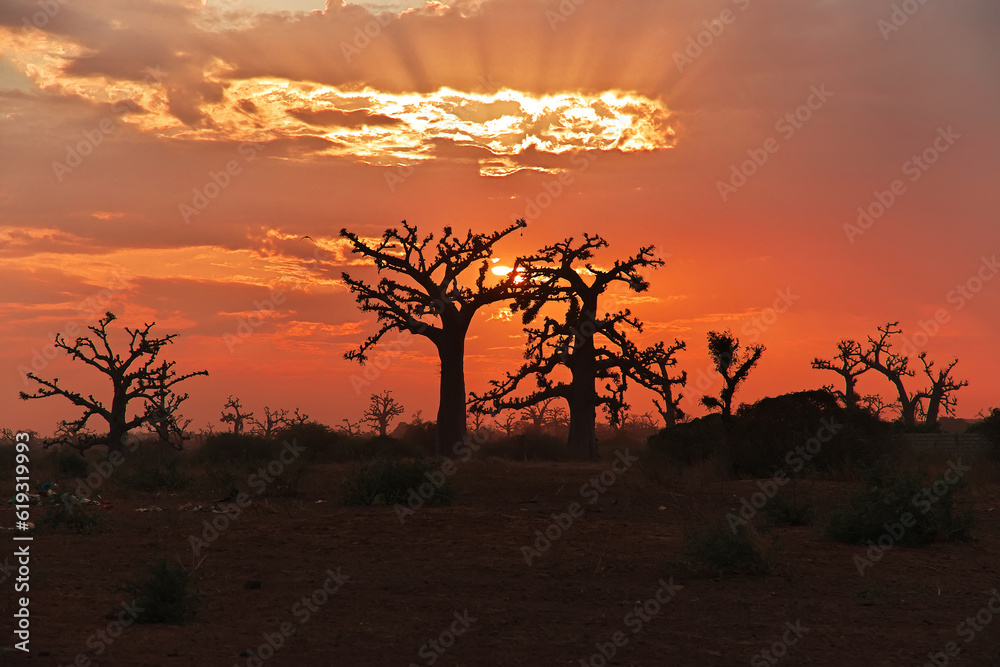 The sunset in baobab grove close Dakar, Senegal, West Africa