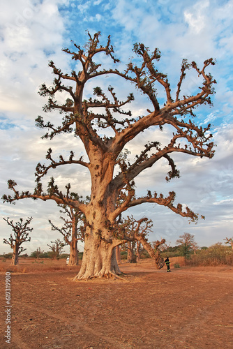 Baobab Grove close Dakar, Senegal, West Africa