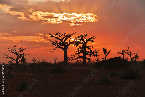 Obraz na płótnie The sunset in baobab grove close Dakar, Senegal, West Africa w salonie