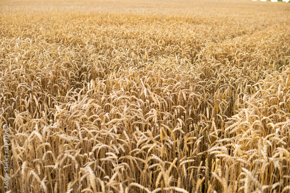 detail of tractor tracks in wheat just before harvesting detail of tractor tracks in wheat just before harvesting