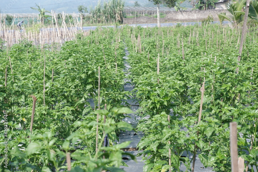 Φωτογραφία expanse of chili trees in the garden is perfect for web photos, magazines, and m