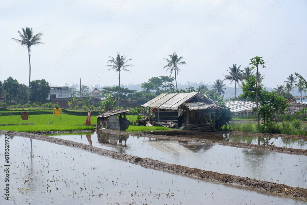 Φωτογραφία the view of the hut where farmers rest in the middle of the rice fields is suita