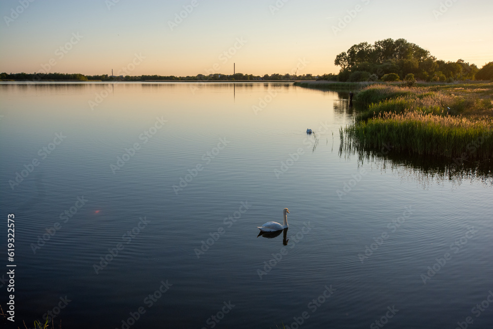 Naklejka premium Evening mood with swans at Ishoj, south of Copenhagen, denmark
