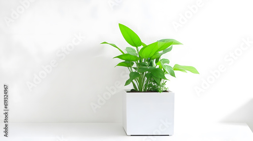観葉植物の背景｜houseplant background.Generative AI © happy Wu 
