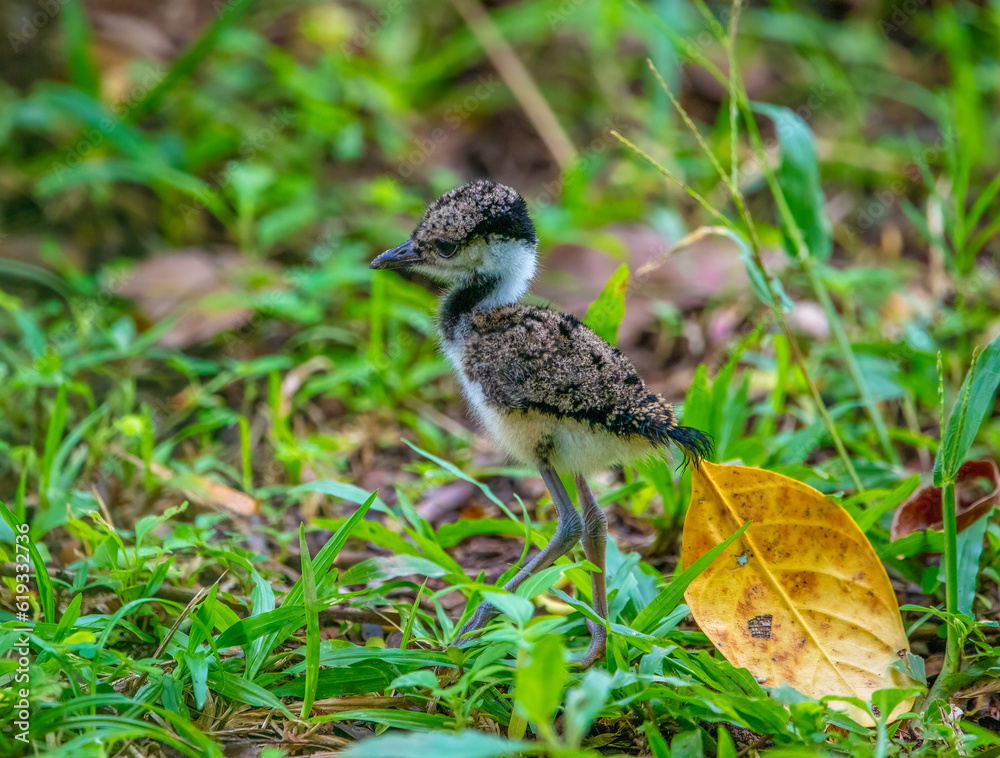 Red-wattled lapwing Red-wattled lapwing