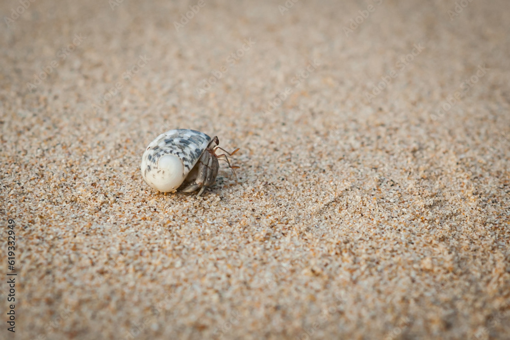 Hermit crab on sand beach .