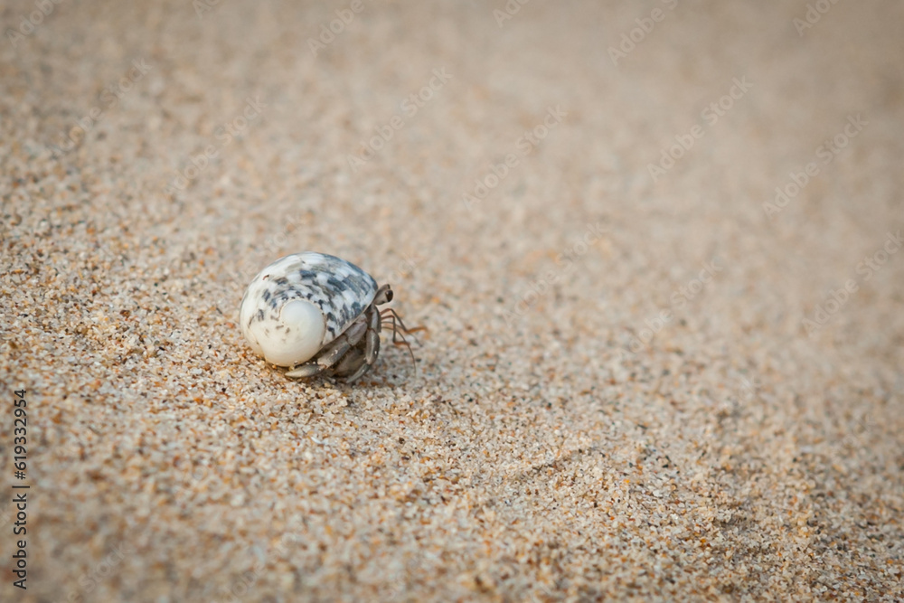 Hermit crab on sand beach in Thailand. Hermit crab on sand beach in Thailand.