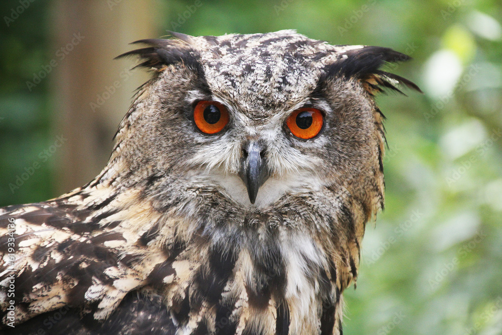 Fototapeta premium Nahaufnahme einer Eule